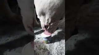 Stella | Ben & Jerry's Doggie Desserts | Pontch's Mix