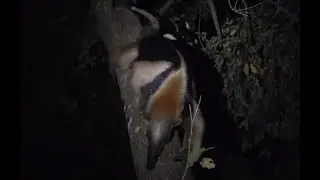 Weird Animal - The Northern Tamandua!