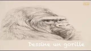 Dessine un gorille