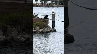 Monkey Island , Florida