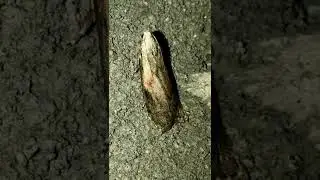 Bee Moth hangin&rsquo; on a Saturday night