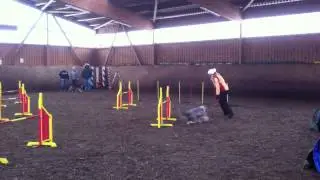Micki Bearded Collie beim AGI Training
