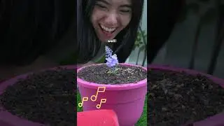 Grow a Garden Competition