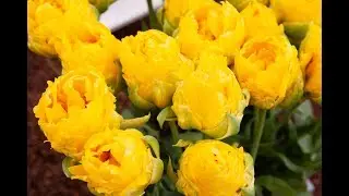 RHS Malvern Spring Festival  - Floral Marquee 2018