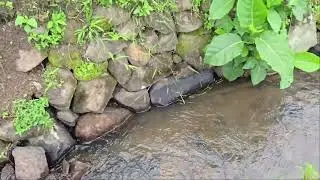 Panen padi dengan alat tradisional sambil menikmati keindahan alam persawahan