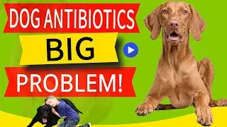 15 Side Effects of Antibiotics in Dogs (And What To Do ASAP!)