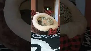 🥐☺🏠Ежуля вышел погулять из домика