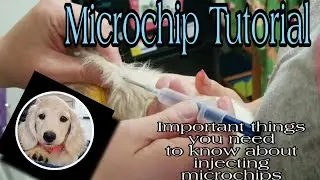 AKC UNITE MICROCHIPPING TUTORIAL FOR PUPPIES, how to microchip a puppy or adult dog.