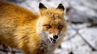 Fox barking sounds