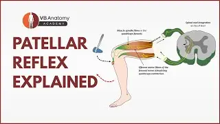 Patellar Reflex Explained | Knee Jerk Test, L4 Spinal Cord & Femoral Nerve | Dr Vaishaly Bharambe