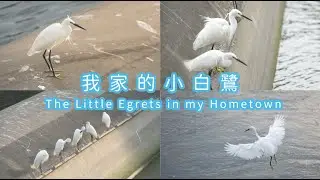 ★我家的小白鷺 The Little Egrets in my Hometown🦤🏡