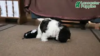 Playful Teddy Bear Puppy