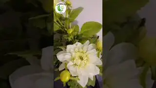 Beautiful white color flowers of dehlia plant #viral #flowers #nature #plants