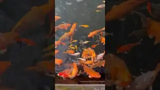 Traveling to a water temple in Bali #fish #ocean #nature #animals #travel