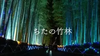 【一華総観】【知多市】【完全版】ちたの竹林 イルミネーション