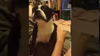 Boston Terrier Can Talk!