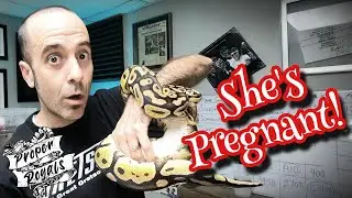 How to tell if your Ball Python is PREGNANT (Gravid).  A close look!