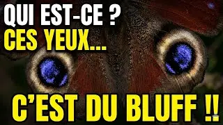  Il bluff ! D&eacute;couvrez le secret du Papillon rouge Paon du jour 🦋 