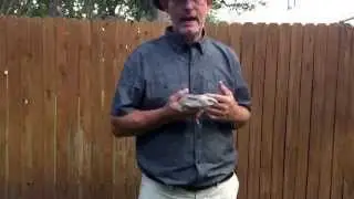 How To Sex a Bluetongue Skink