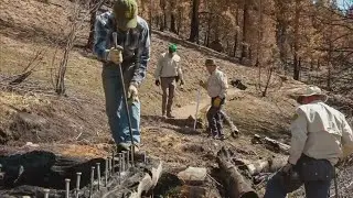 Volunteers Working To Rebuild Trails & Bridges Burned Down In Cameron Peak Fire