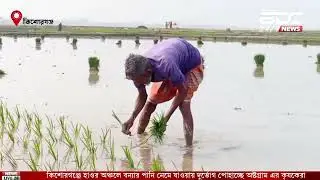 কিশোরগঞ্জে দুর্ভোগে পড়েছে কৃষকরা। kisorganj।farmar।BDC24ONline।Bangladesh। 