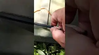 ILLACME PLENIPES