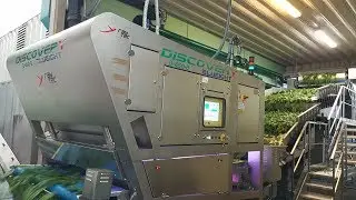 Discovery optical sorting machine for spinaches | RAYTEC VISION SpA