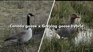 Canada goose x Greylag goose hybrid