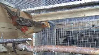 bażant złocisty-kura siadła na jajkach,Chrysolophus pictus,Goldfasan-the hen sat on the eggs