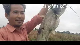 buwali machha marne tarika.