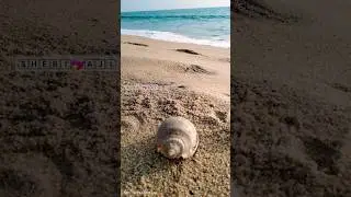 Sea shell waiting for next waves🌊🌊 #viral #youtube