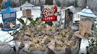Cold & Icy Day Bird Cam 🐦 East Texas | Backyard Birds in Winter | Birds Y’all Live