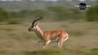 Gazelle Escapes Lion.....  #shorts / #wildlife
