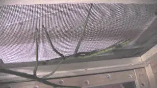 Pharnacia ponderosa foot long stick insect