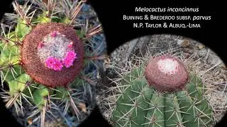 Fenologia Reprodutiva de Melocactus concinnus