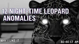 Leopard Caught on CCTV at Night &ndash; Rare Night Vision Footage of Urban Predator