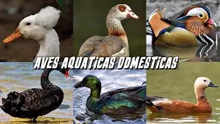 TOP 10: AS MAIS BELAS e INCR&Iacute;VEIS AVES AQU&Aacute;TICAS DOM&Eacute;STICAS