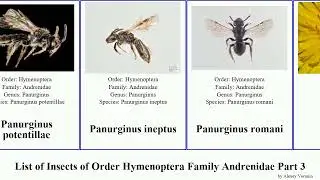 List of Insects of Order Hymenoptera Family Andrenidae Part 3 andrena perdita panurginus panurgus