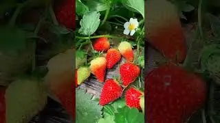Fruit maker86 😋,,,wow 😍 nice 👍 stobery🍓😋