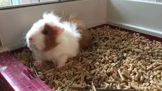 Using Wood Pellets as Guinea Pig Bedding