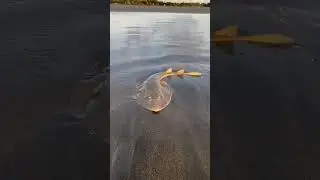 GUITAR FISH #seafish #sealife #fish #live #amazing #viral #shorts #reels #seabeach #coxsbazar