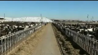 होल्स्टीन फ्रिजियन गाय का हाईटेक डेयरी फार्म  Modern hi-tech HF Holstein Friesian dairy farm 