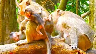 Curious Young Monkey Brighten Holds Gladdis&rsquo;s Baby as Mom Steps In Calmly