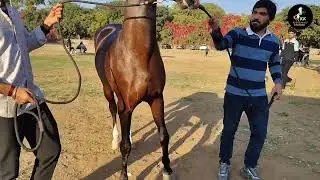 G s stud farm