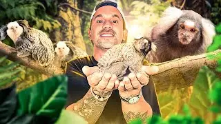 TU VEUX  UN SINGE CHEZ TOI ?? 🐒 - TOOPET
