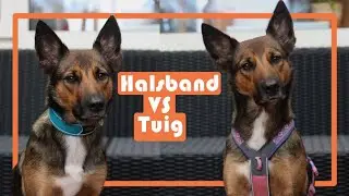 Is een halsband of tuig beter?
