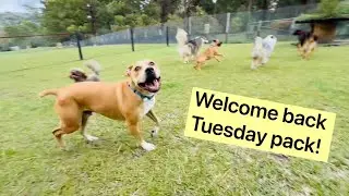 1st Daycare of 2026 - Welcome Back! 👋🐕🐾⚽️