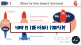 How is the Heart formed? | Your MedSpace sample 📹 + Discount Code!