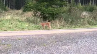 Luchs im nordhessischen S&ouml;hrewald