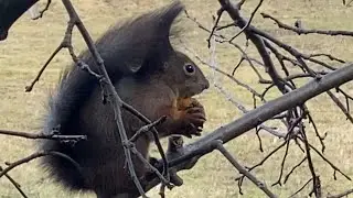 Eichh&ouml;rnchen wird vom Wind fast weggeweht #squirrel 